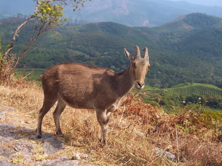 Flavor of Kerala Tour