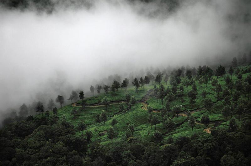 Taste of Kerala Package