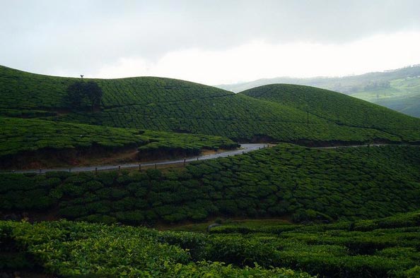 Taste of Kerala Package