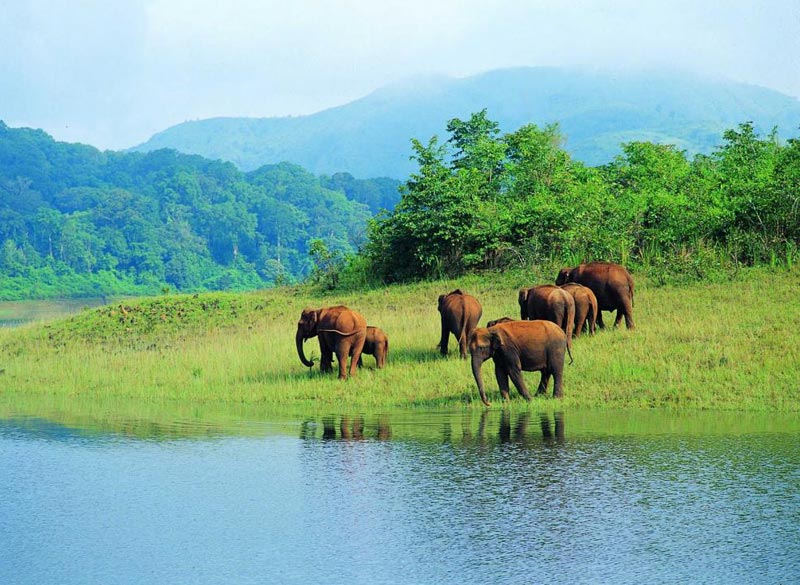 Periyar Tour With Treehouse