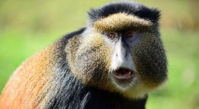 4 Days Rwanda Gorillas and Golden Monkeys Tour