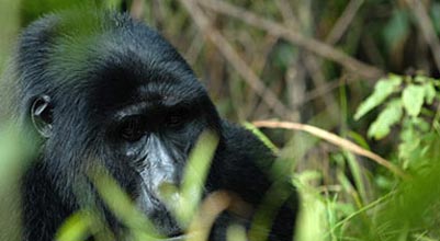3 Days Rwanda Gorilla Trackng Tour