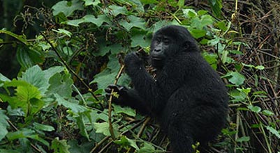 3 Days Rwanda Gorilla Trackng Tour