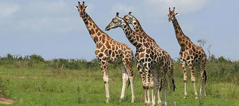 10 Days Rwanda Highlights Package