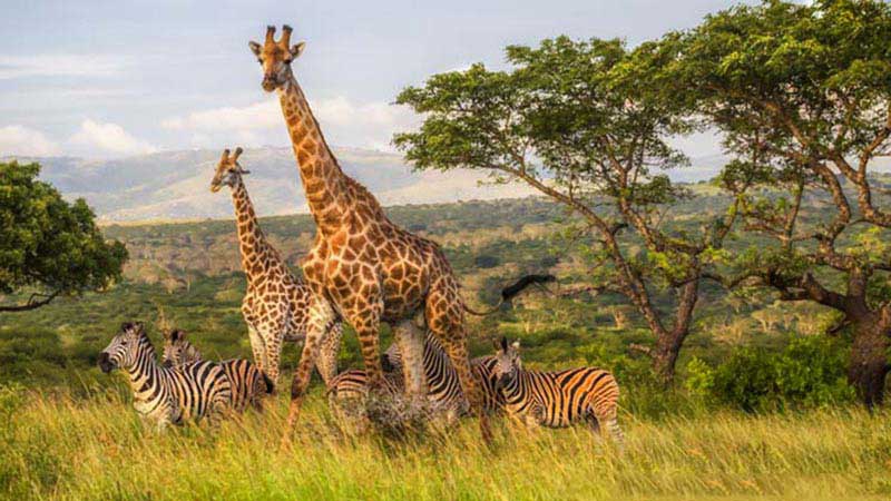 South Africa Jungle Safari Tour