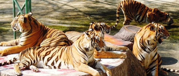 4 Nights 5 Days Exotic Thailand Tour Package (Bangkok and Pattaya)