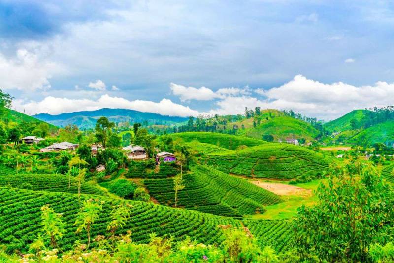 3 Nights & 4 Days Darjeeling Package