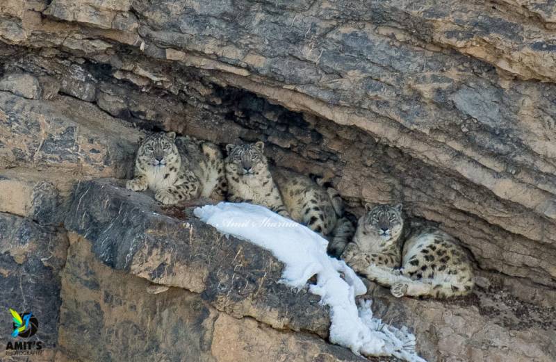 Spiti Snow Leopard Trip