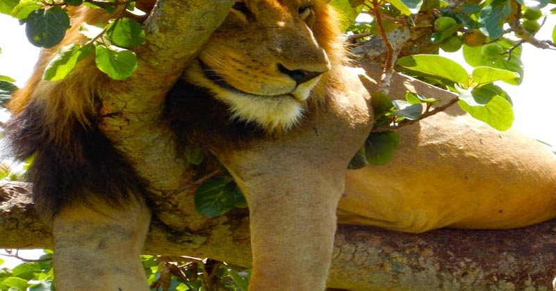 10 Day Gorilla Trekking, Chimpanzee Tracking and Wildlife Safari Tour