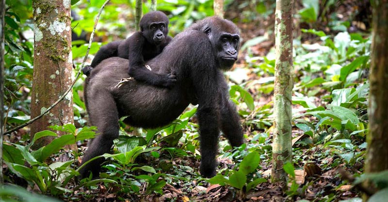 10 Day Gorilla Trekking, Chimpanzee Tracking and Wildlife Safari Tour