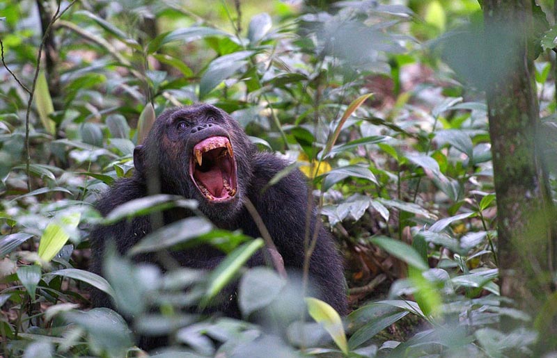 Gorilla Trekking An Chimpanzee Tracking Safari In Uganda Tour