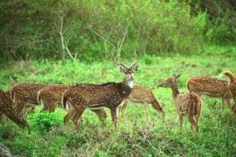 Wildlife Safari In Gujarat Tour