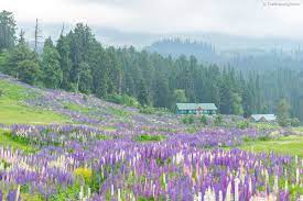 Package For Kashmir 4 Nights 5 Days