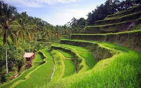 Sizzling Bali For 5 Nights 6 Days
