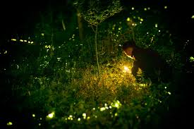 Fireflies Camping