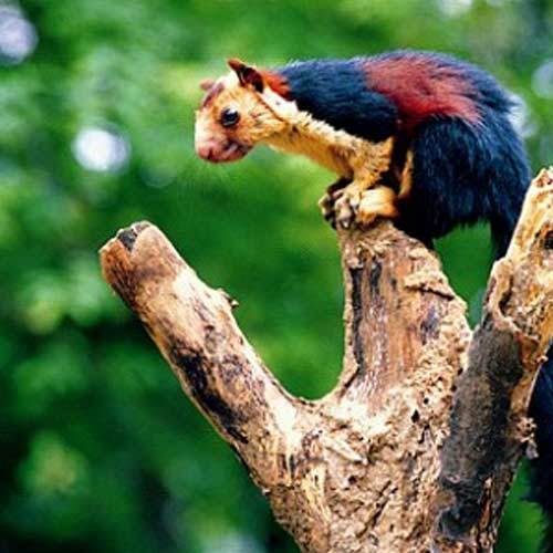 1 Day Wildlife package