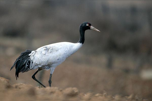 Bhutan Black Necked Crane Tour 7 Nights & 8 Days