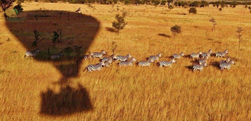 4 Days Fly-In Masai Mara Tour