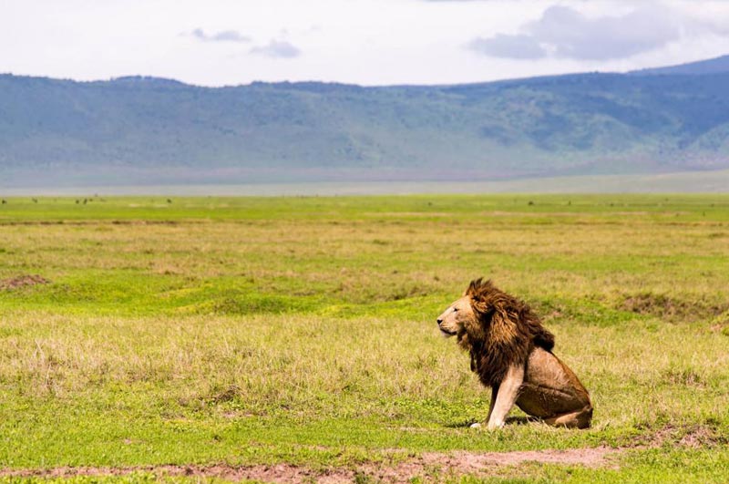Kenya And Tanzania Epic Safari Tour