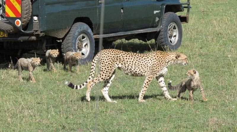 12 Days Best Of Kenya Safari Tour