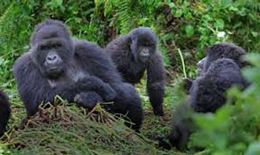 Rwanda  Gorillas  Tour