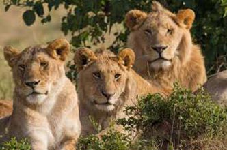 Short Escape To Gir Tour