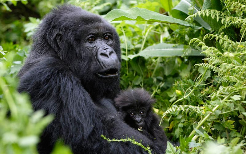 6 Days Gorilla Tracking - Adventure Tour