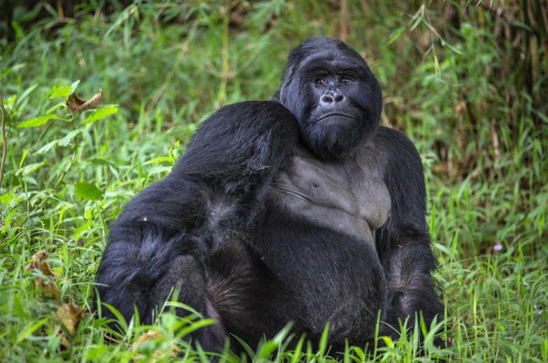 4 Days Gorilla Tracking Uganda