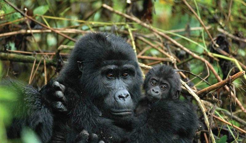 4 days Gorilla Tracking Uganda