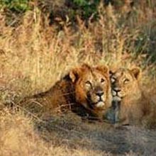 Short Escape To Gir Tour