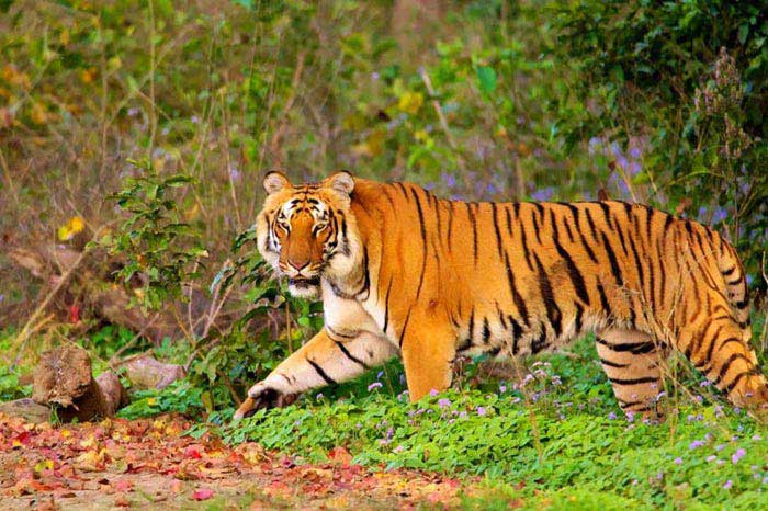 Short Escape To Corbett Tour