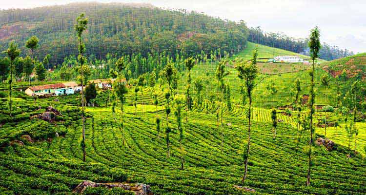 Kodaikanal Tour 5Days