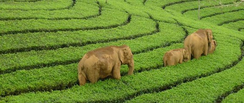 Kodaikanal - Munnar Tour