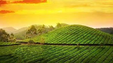 Thekkady - Munnar Tour