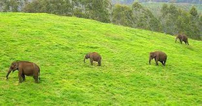 Thekkady - Munnar - Alleppey Boat House Tour