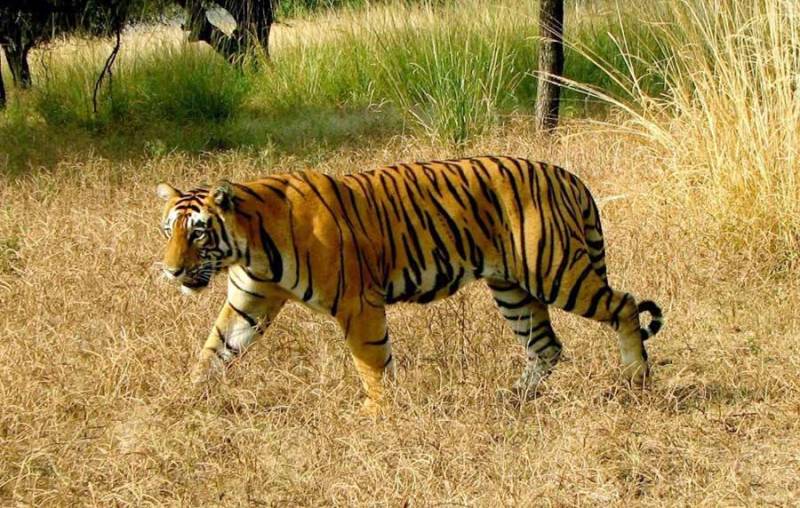 Ranthambhore Tour Package