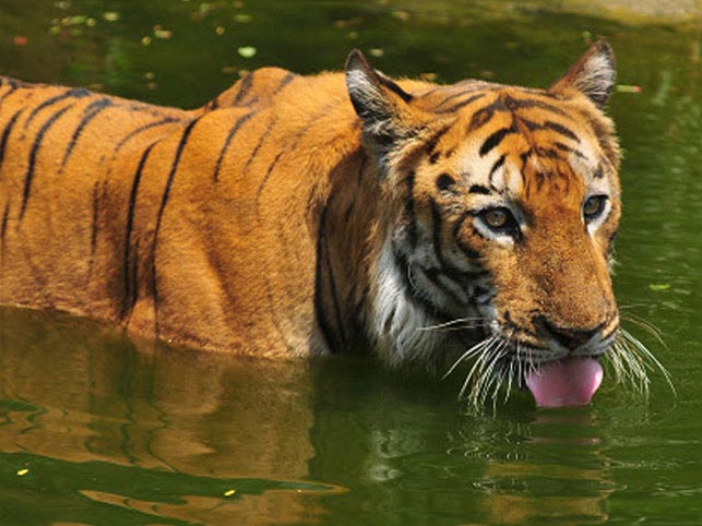Short Escape To Sundarbans Package