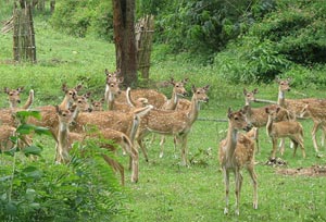 Karnataka Tour Coffee, Wildlife Package