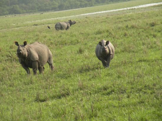 Pobitora Mayong Tour