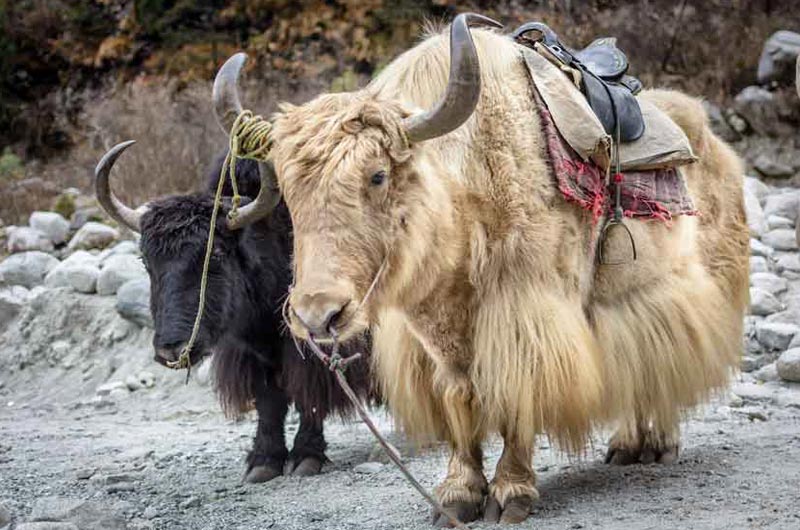 Adventure in Manali Tour