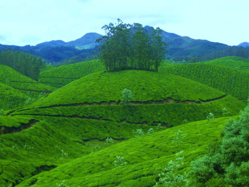 Splendid Munnar Kerala Tour