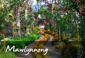 Day Trip Mawlynnong & Dowki Full Day Tour Timing 8 To 9 Hours