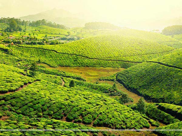 Honeymoon in Kerala Tour