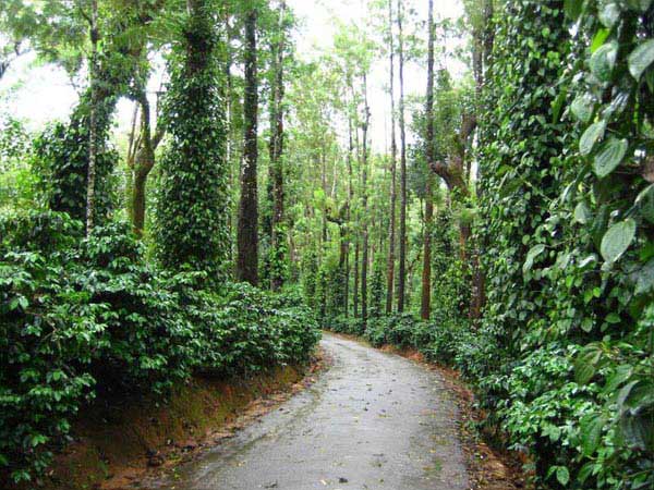 Coorg Tour Package Ex Bangalore