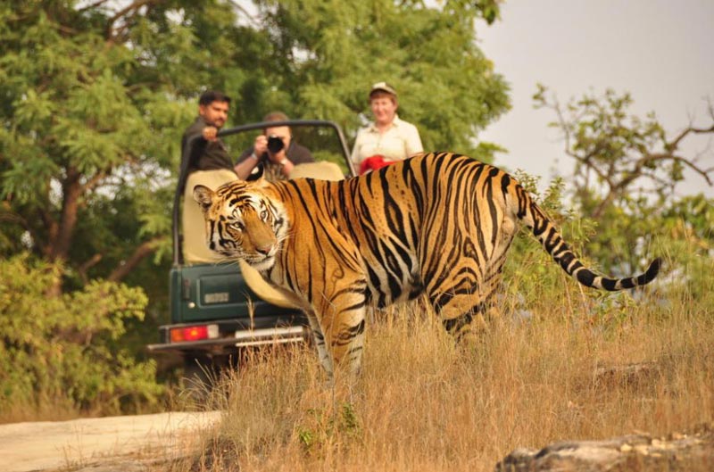 Golden Triangle With Ranthambore 7 Nights / 8 Days
