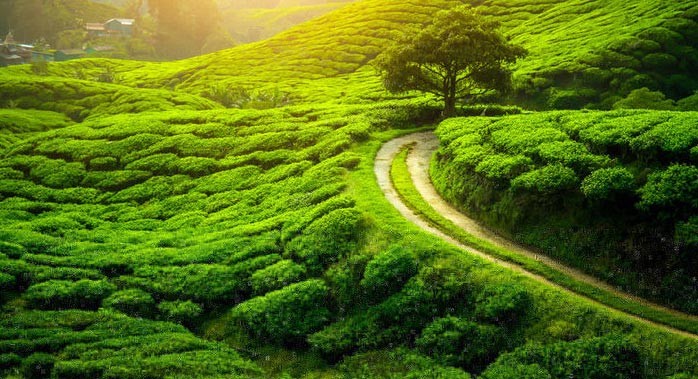 Mesmerizing Darjeeling Gangtok Tour