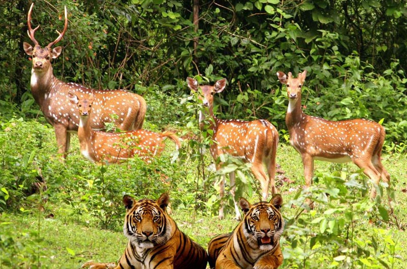 Corbett Nainital Tour Image