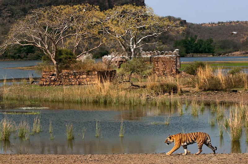 Pink City With Wildlife 4 Nights / 5 Days Tour