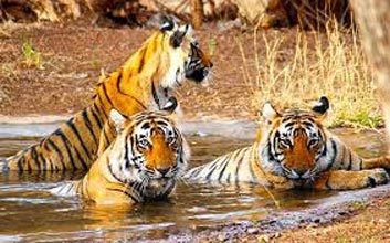 Ranthambore  Wildlife Tour