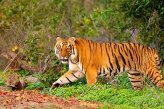 Corbett Wildlife Safari Tour